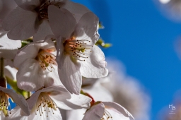 Körsbärsblommor i rosa och vitt